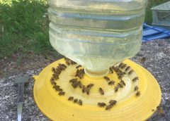 Non fate mancare l’acqua alle api